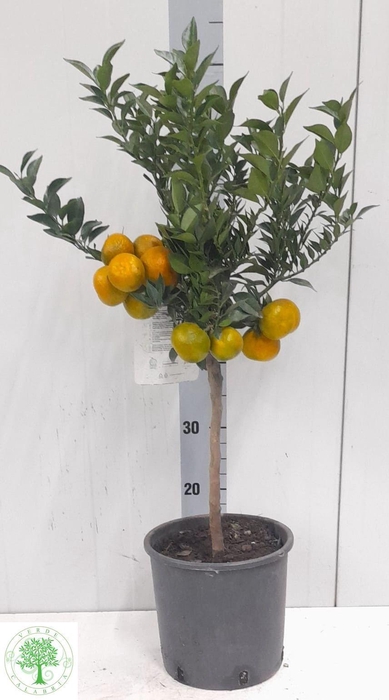 <h4>CITR AU CHINOTTO</h4>