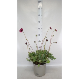Cosmos atrosang.