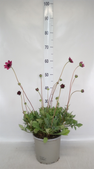 <h4>Cosmos atrosang.</h4>