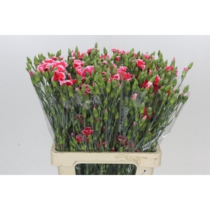 Dianthus Sp Symply Cherry