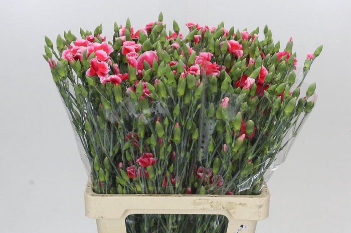 <h4>Dianthus Sp Symply Cherry</h4>