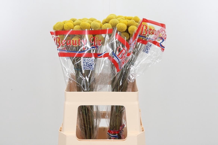 <h4>Craspedia Paint Pop</h4>