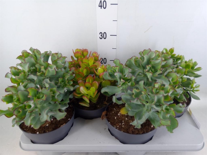 <h4>Crassula   ...mix</h4>