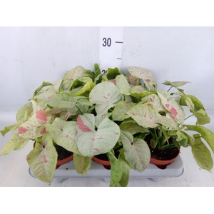 Syngonium   ...