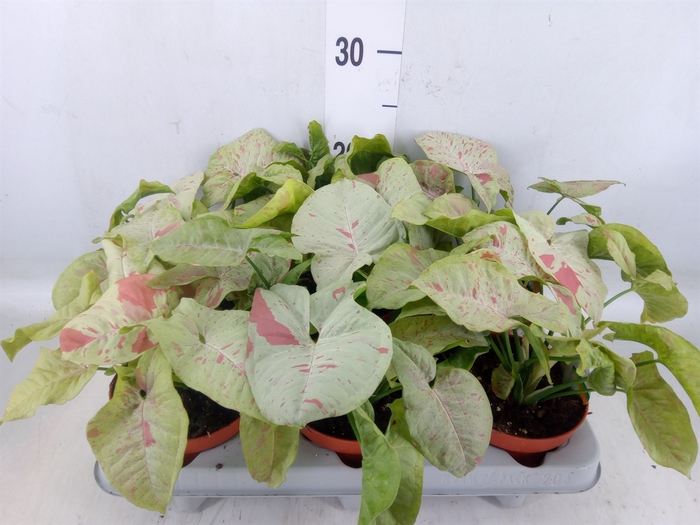 <h4>Syngonium   ...</h4>