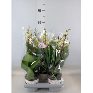 Phalaenopsis multi. 'FC Safe Haven'