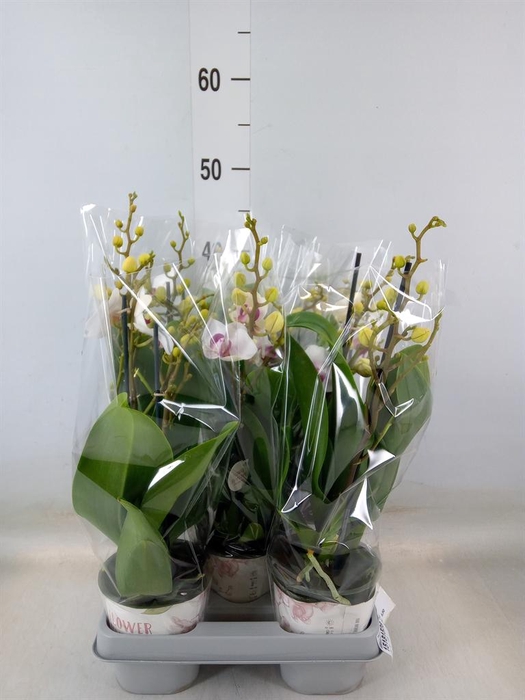 <h4>Phalaenopsis multi. 'FC Safe Haven'</h4>
