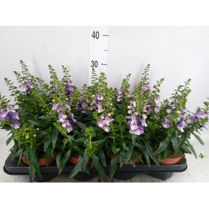 Angelonia  'Angelmist Lavender Bic'