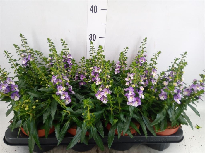 <h4>Angelonia  'Angelmist Lavender Bic'</h4>