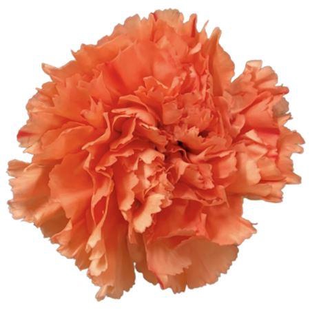 <h4>DI ST OR. SOLEX</h4>