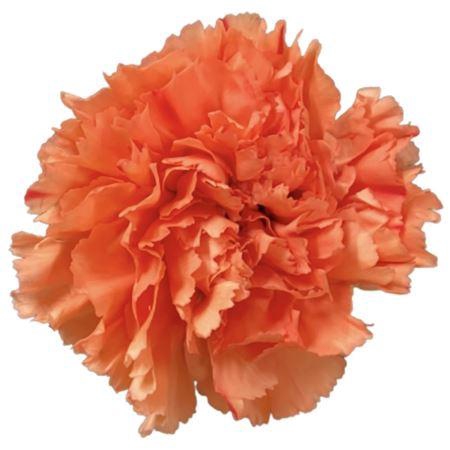 <h4>Di St Or. Hermes 1</h4>