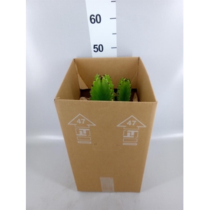Euphorbia ingens