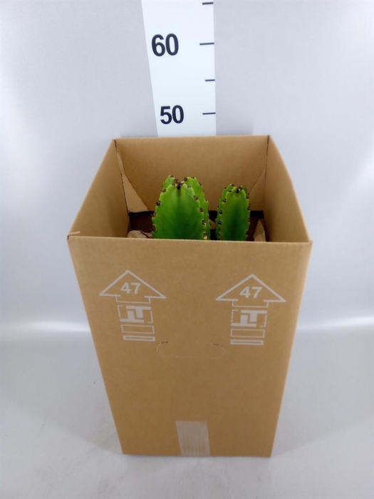 <h4>Euphorbia ingens</h4>