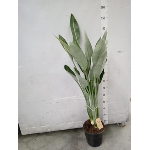 Strelitzia reg.