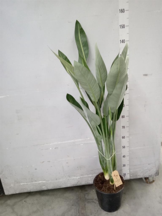 <h4>Strelitzia reg.</h4>