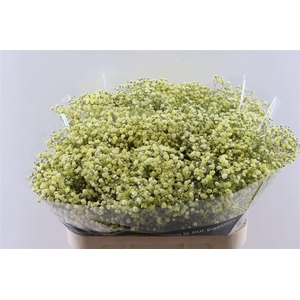 Gyps Pa. Yellow Light