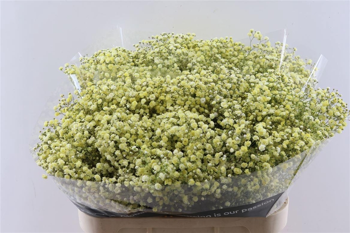 <h4>Gyps Pa. Yellow Light</h4>