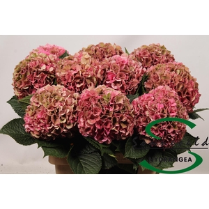 Hydrangea glowing alps pink