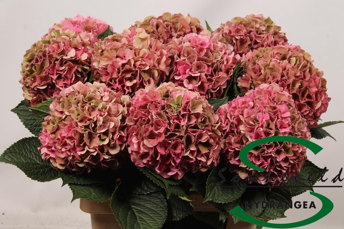 <h4>Hydrangea glowing alps pink</h4>