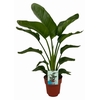 Strelitzia Nicolai 2 stek