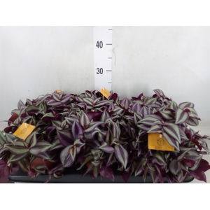 Tradescantia zebr. 'Purpusii'