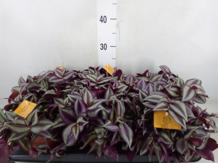 <h4>Tradescantia zebr. 'Purpusii'</h4>