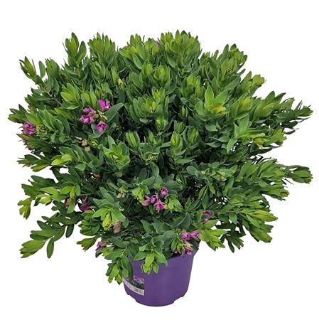 <h4>Polygala Myrtifolia Bush</h4>