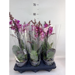 Phalaenopsis multi. 'Ant Merida'