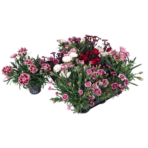 Dianthus gemengd