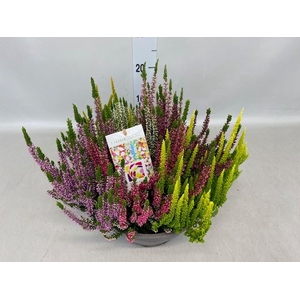 Calluna vulg. 'Beauty L Mosaica'
