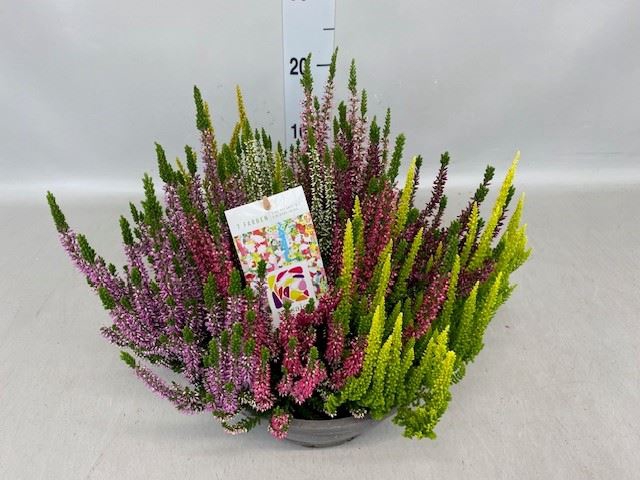 <h4>Calluna vulg. 'Beauty L'  ..mix</h4>