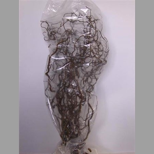 Corylus Av Contorta 120cm X15