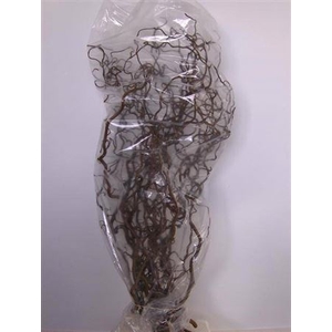 Corylus Av Contorta 120cm X15