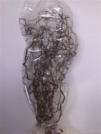 <h4>Corylus Av Contorta 120cm X15</h4>
