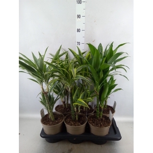 Dracaena   ...mix