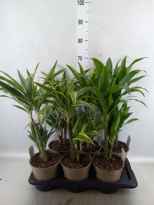 <h4>Dracaena   ...mix</h4>