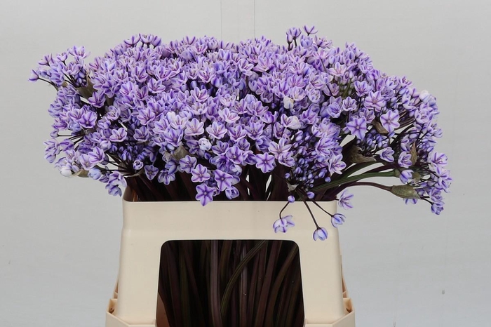 <h4>Allium Dyed Lilac</h4>