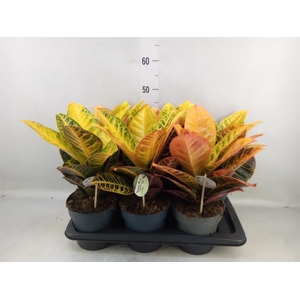 Codiaeum var. GR 'Petra'