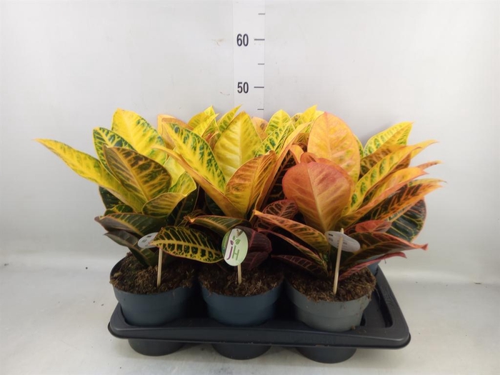 <h4>Codiaeum var. GR 'Petra'</h4>