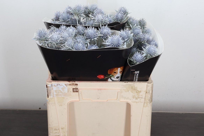 <h4>Eryn Wx 50cm Wit</h4>