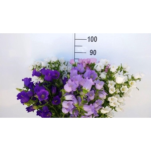 Campanula Mix Mix