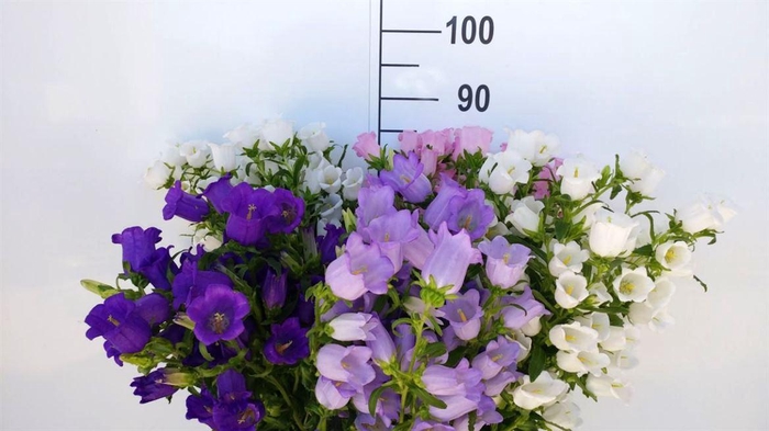 <h4>Campanula Mix Mix</h4>