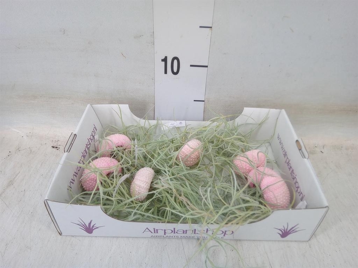 <h4>Arr.  Tillandsia L%</h4>