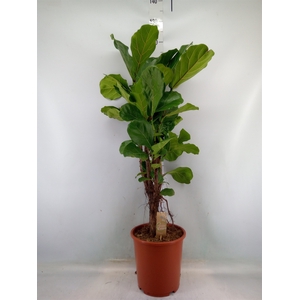 Ficus lyrata