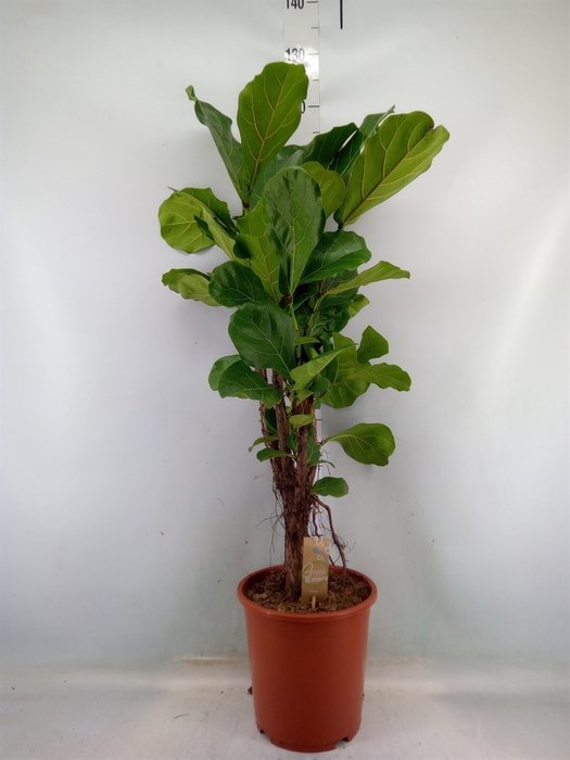 <h4>Ficus lyrata</h4>