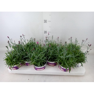 Dianthus  'Diantica Purple Wedding'