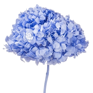 Hydrangea Xl Vio89