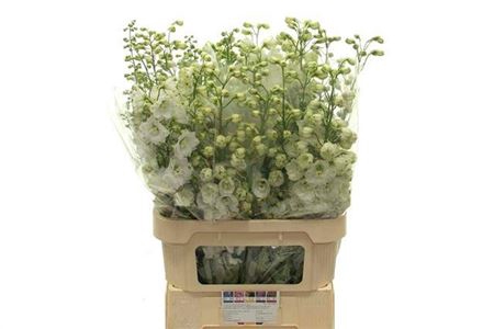 <h4>Delph El Aurora White</h4>