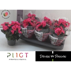 BEG HL ADONIA PINK