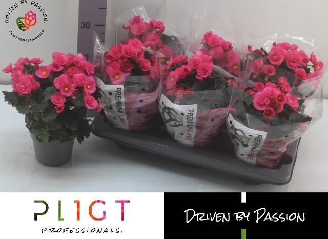 <h4>BEG HL ADONIA PINK</h4>